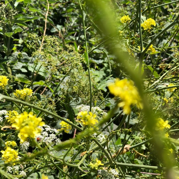 Meet your Posher, Emma - Picture 1 of 1